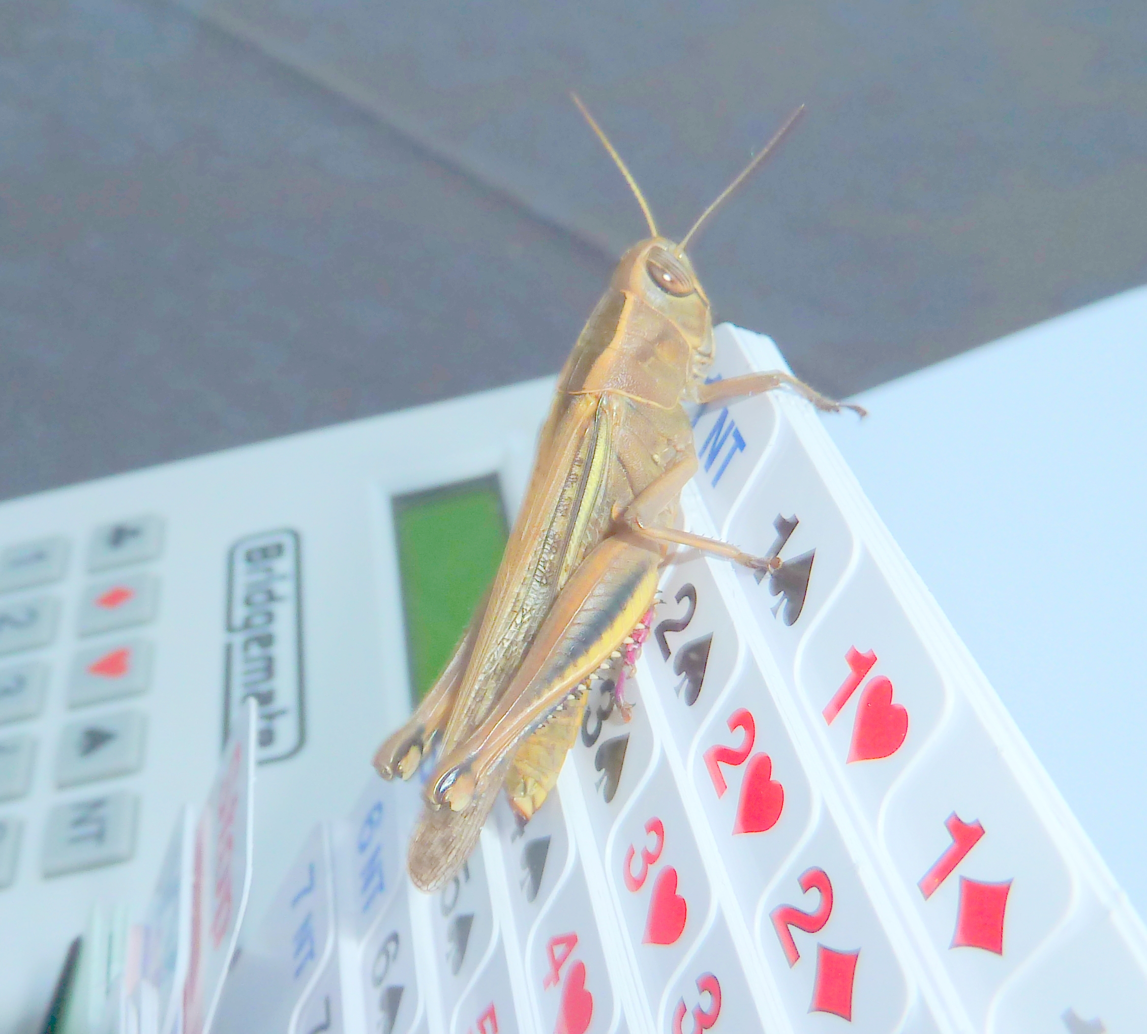 Solveig og Ivar på bridgetur i Spania