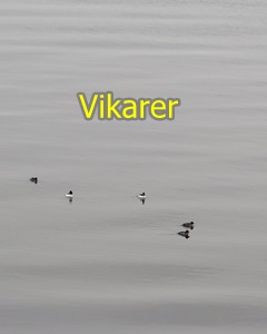 VIKARLISTE