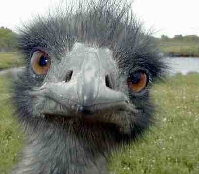 Påskebridgen i Brattvåg